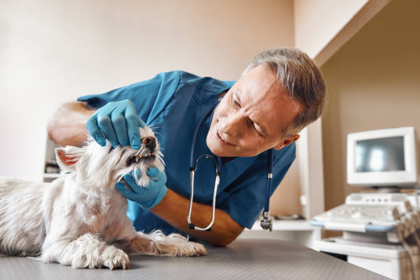Best Emergency Denture Repair in Vandenberg Village, CA